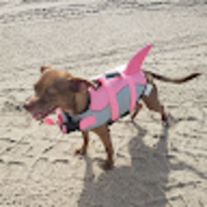 Meet your Posher, Frances